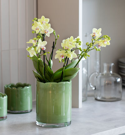 Glasspotte Bølge grønn 14 cm Glasspotte Bølge grønn 14 cm